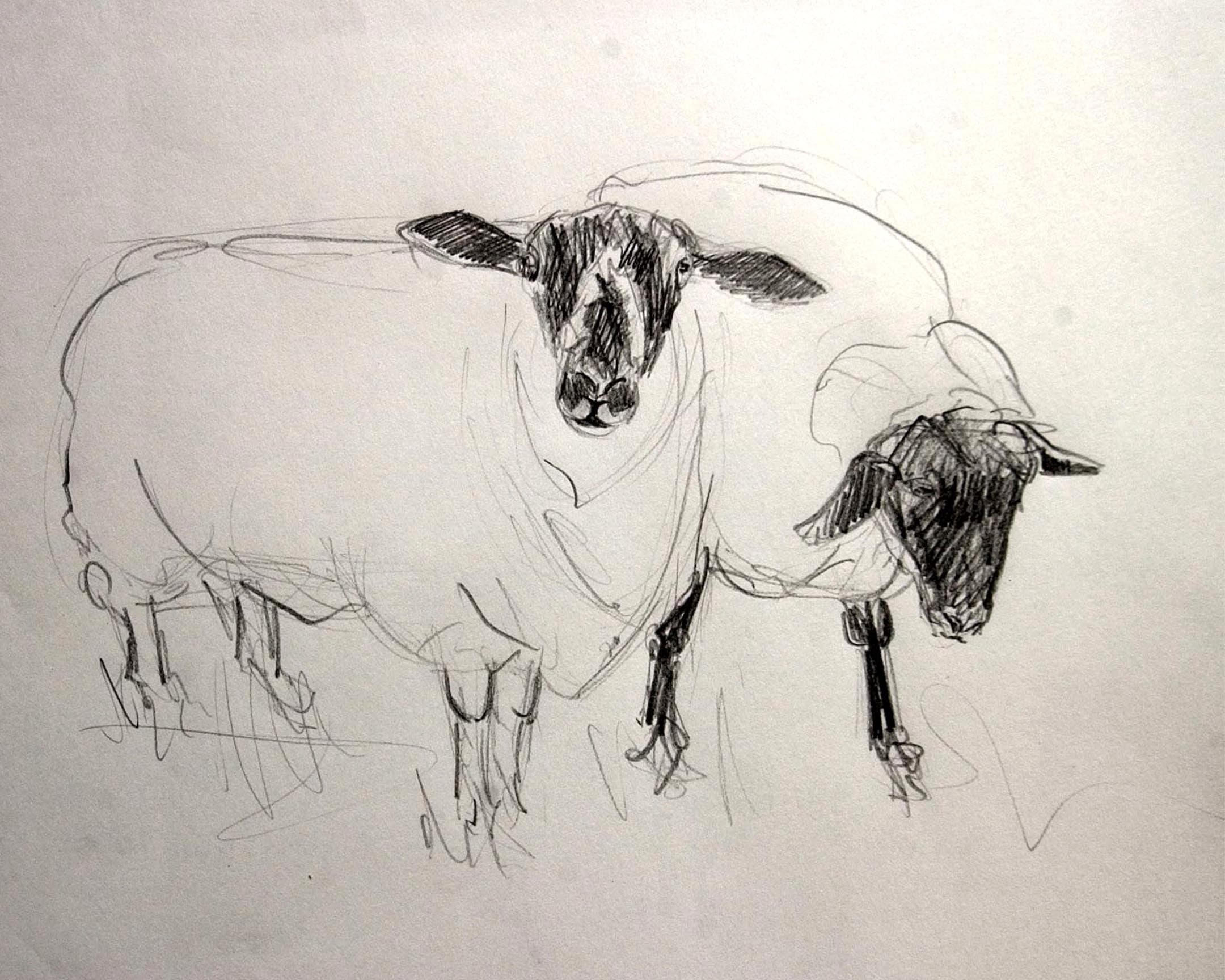  moutons 11 