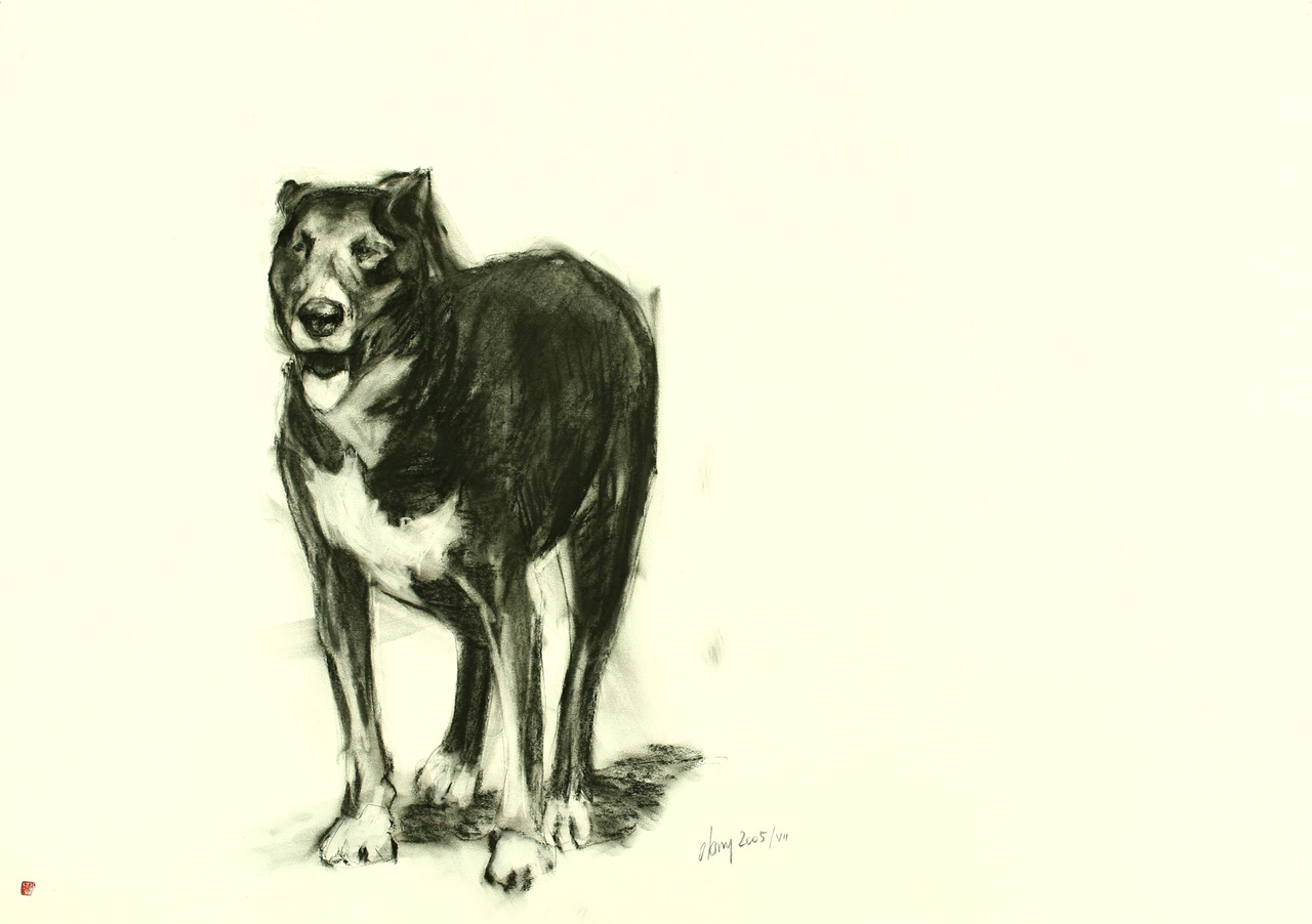  chien 